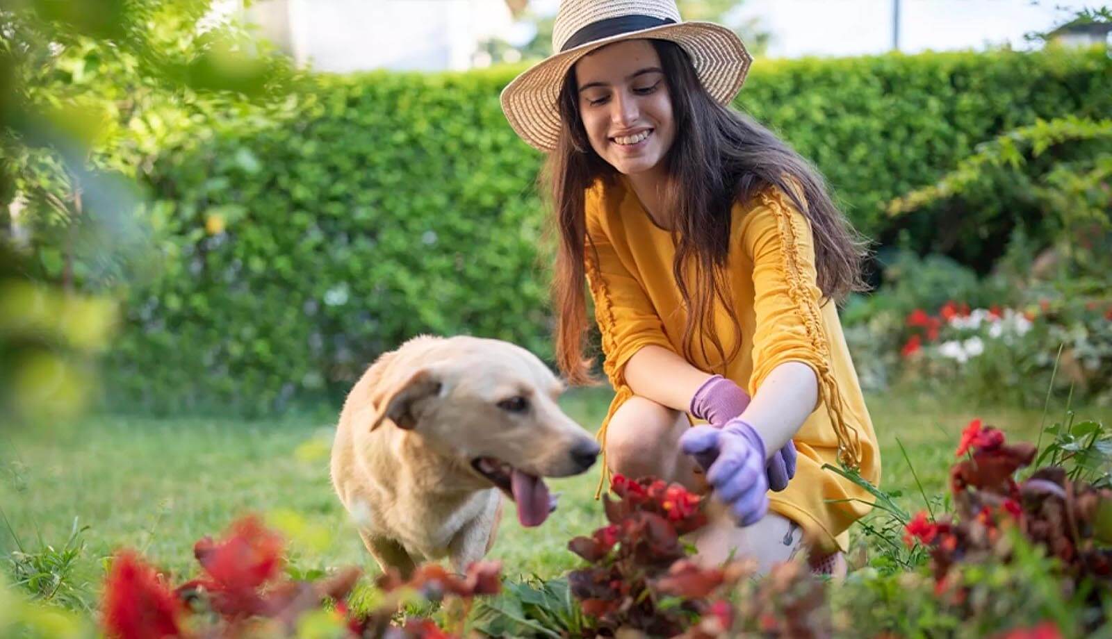 Jak chronić rośliny w ogrodzie przed psem i zwierzętami